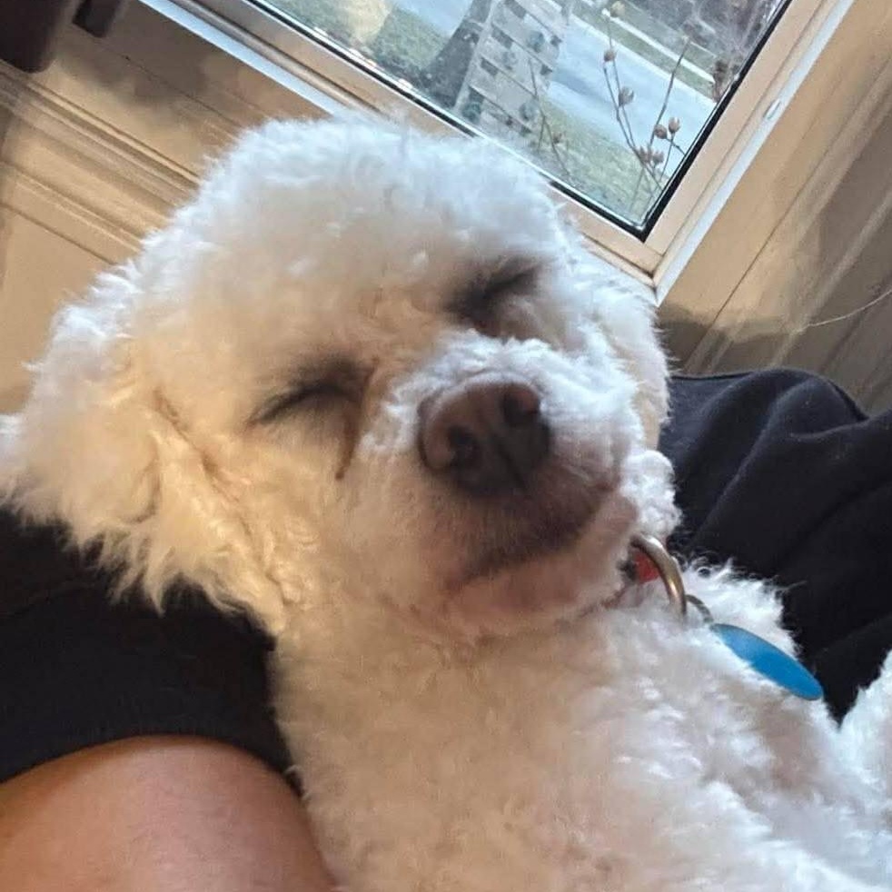 Enlarge Beau, a ADOPTABLE Bichon Frise in St Thomas, ON image 2/4