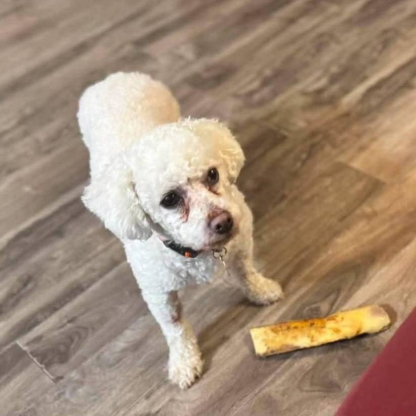 Enlarge Beau, a ADOPTABLE Bichon Frise in St Thomas, ON image 3/4