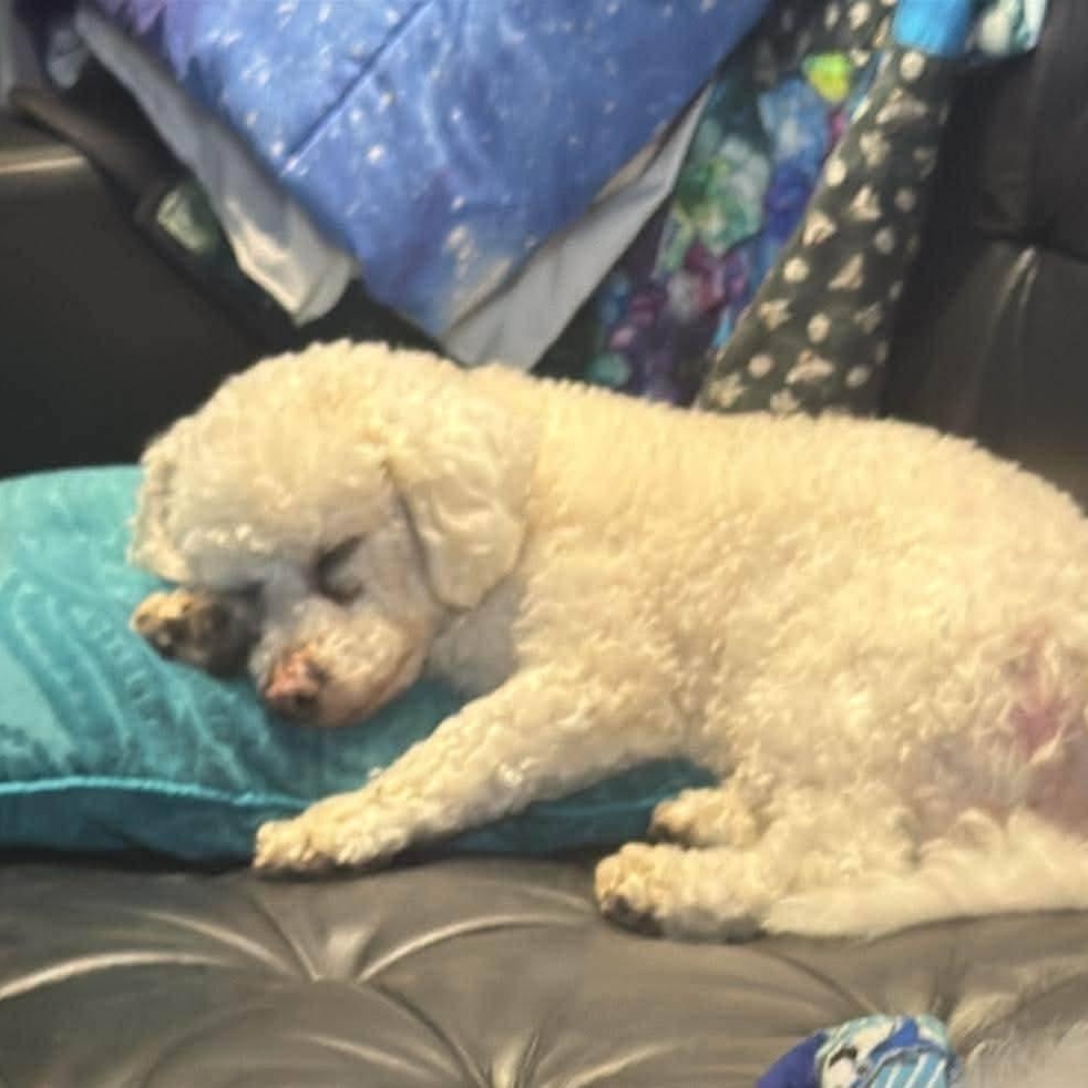 Enlarge Beau, a ADOPTABLE Bichon Frise in St Thomas, ON image 4/4