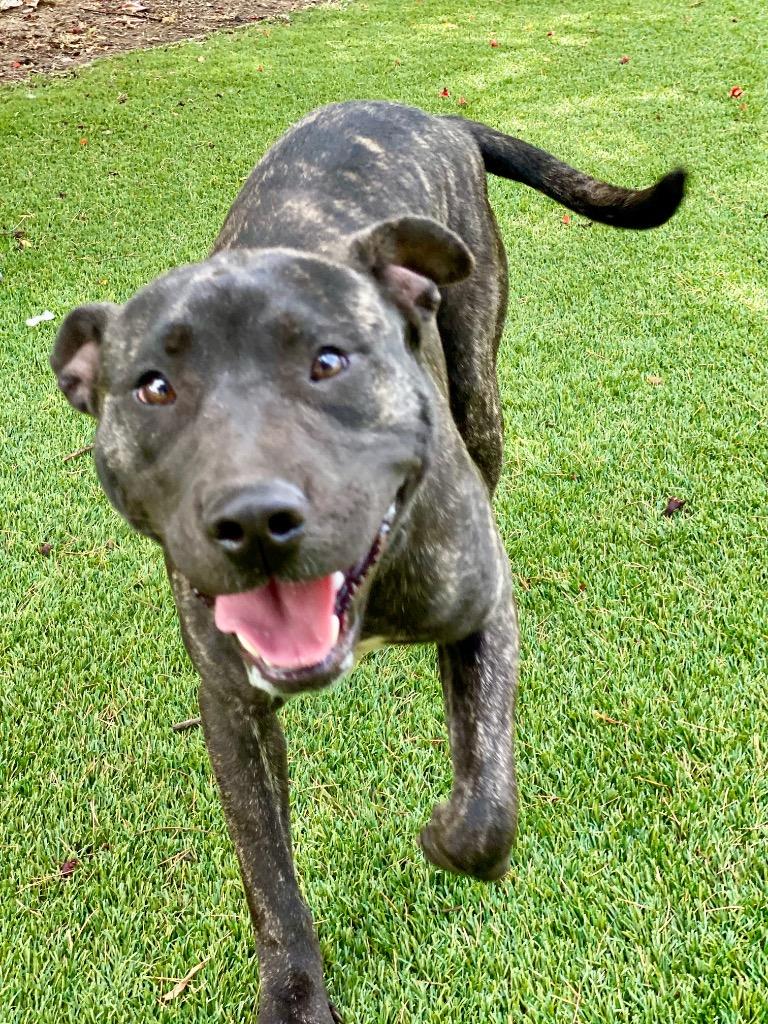 Declan, Adoptable, Puppy Male Pit Bull Terrier.