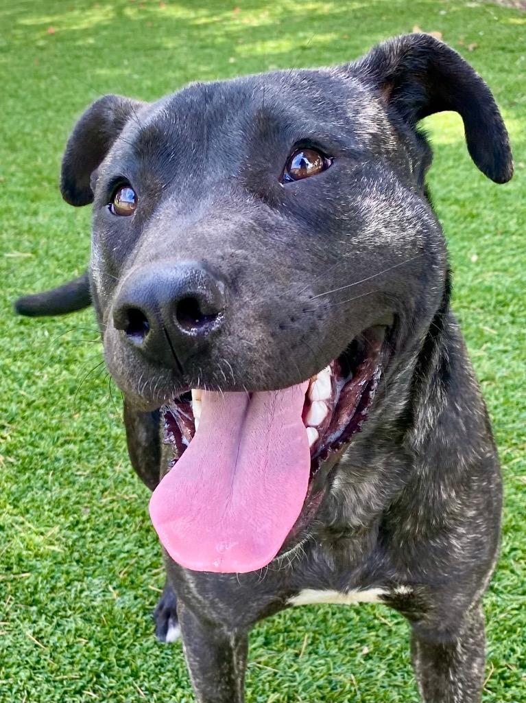 Enlarge Declan, a Adoptable mixed breed in Chico, CA image 2/4