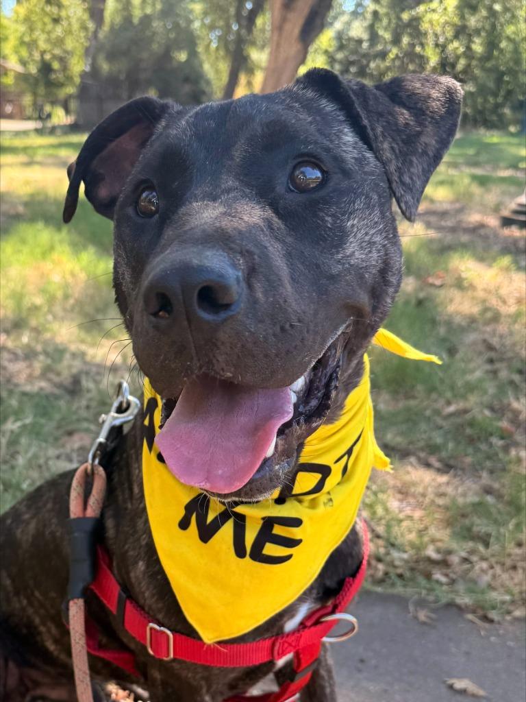 Enlarge Declan, a Adoptable mixed breed in Chico, CA image 3/6
