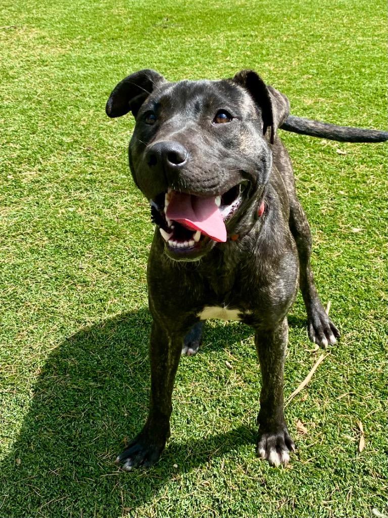 Enlarge Declan, a Adoptable mixed breed in Chico, CA image 3/4
