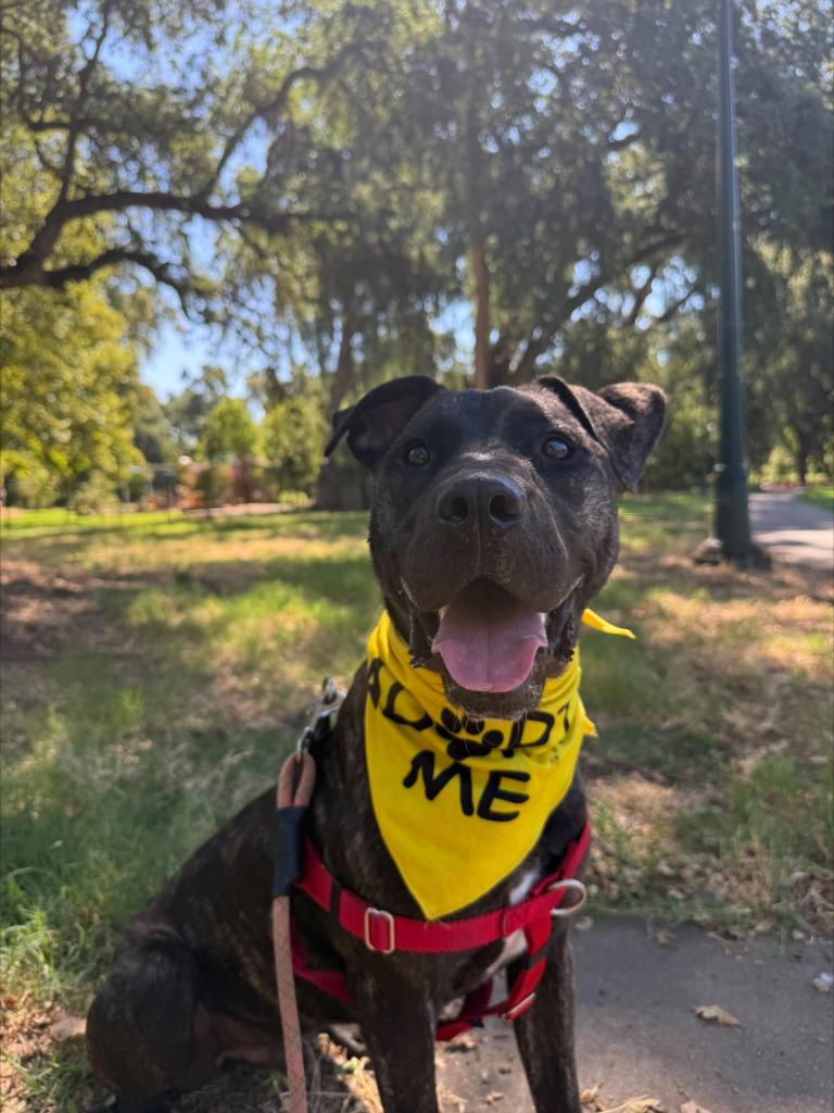 Enlarge Declan, a Adoptable mixed breed in Chico, CA image 5/6
