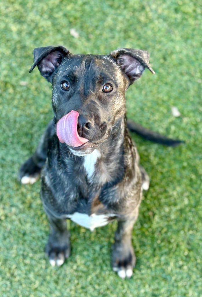 Enlarge Declan, a Adoptable mixed breed in Chico, CA image 4/4