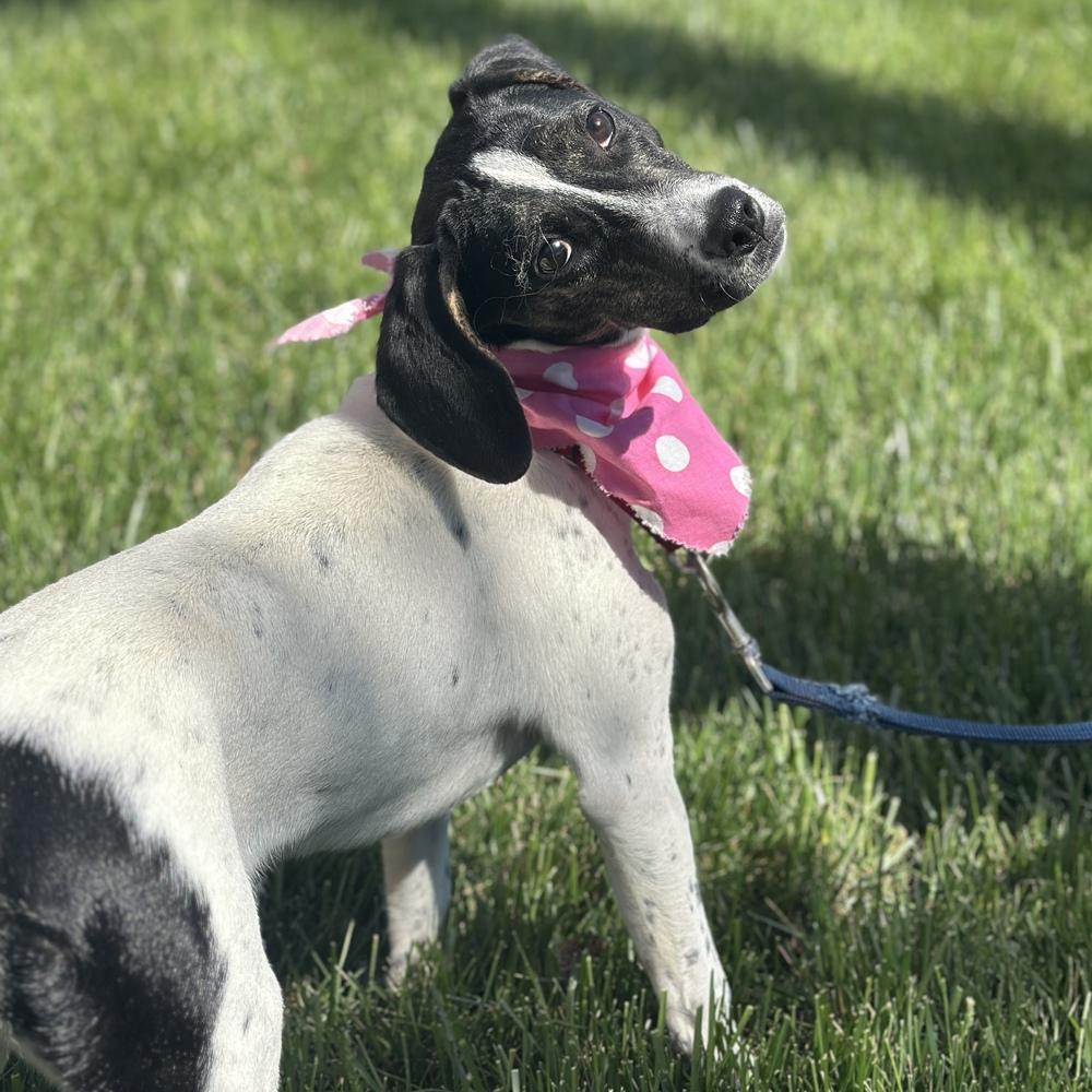 Malibu, Adoptable, Puppy Female Hound & Terrier.