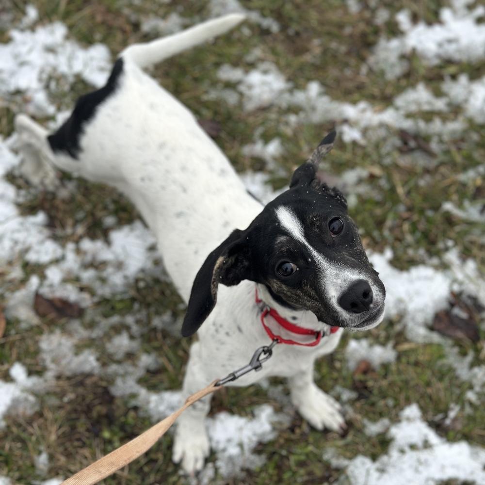 Enlarge Malibu, a Adoptable mixed breed in Columbus, OH image 1/3