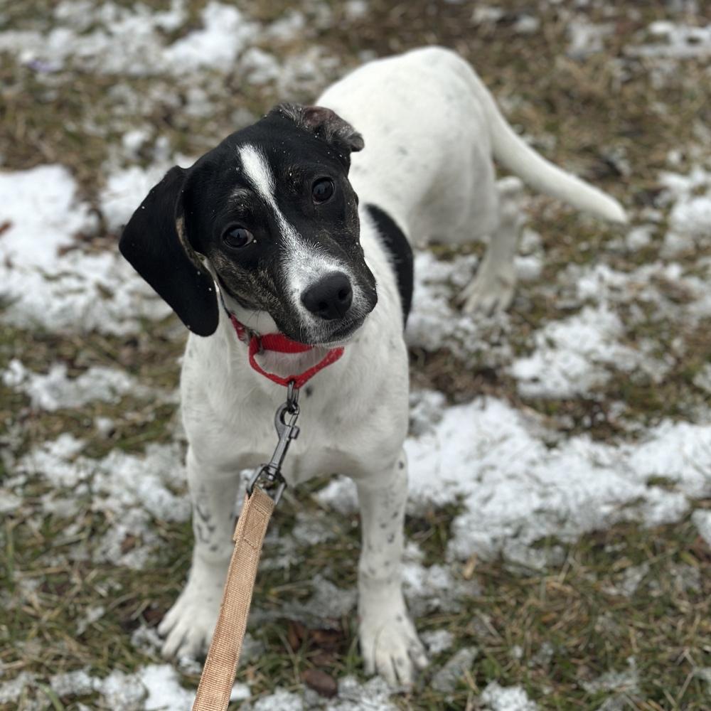 Enlarge Malibu, a Adoptable mixed breed in Columbus, OH image 2/3