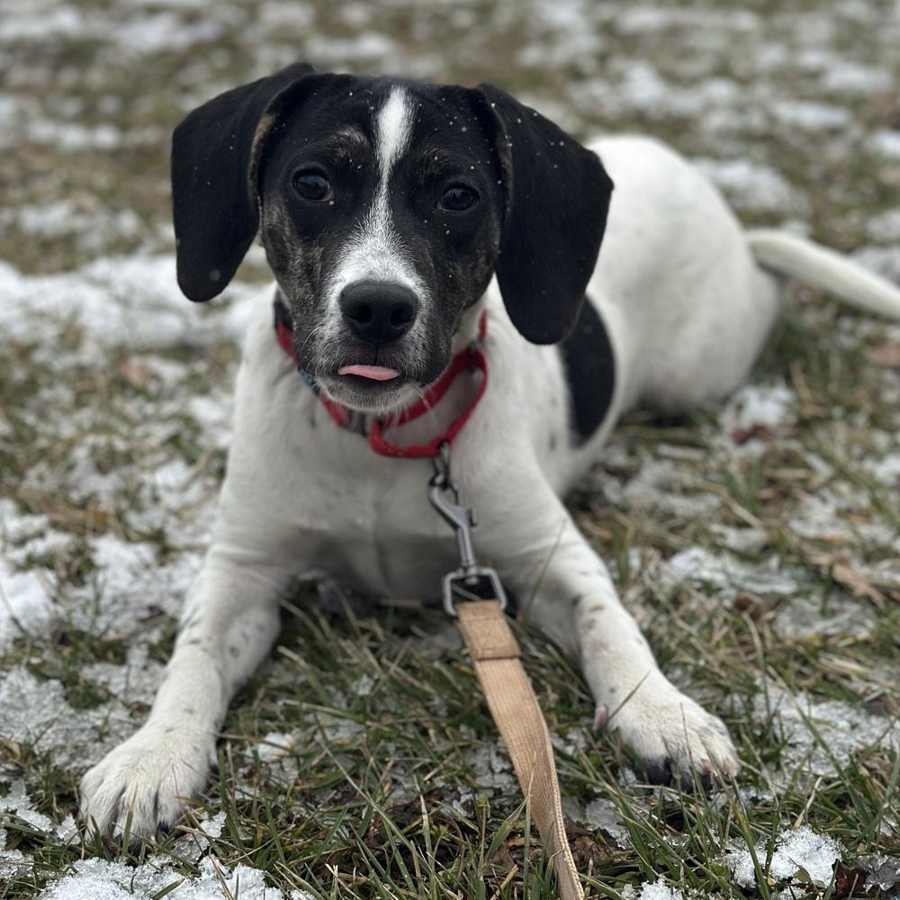Enlarge Malibu, a Adoptable mixed breed in Columbus, OH image 3/3