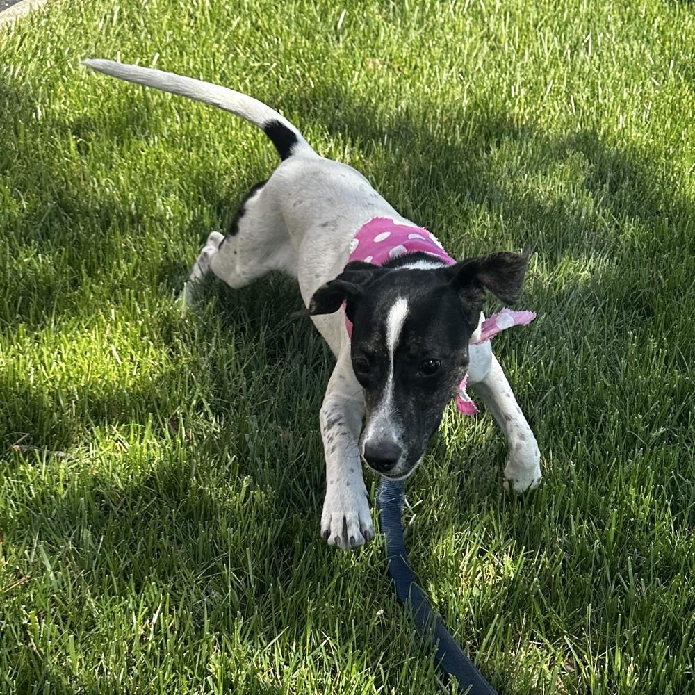 Enlarge Malibu, a Adoptable mixed breed in Columbus, OH image 5/6