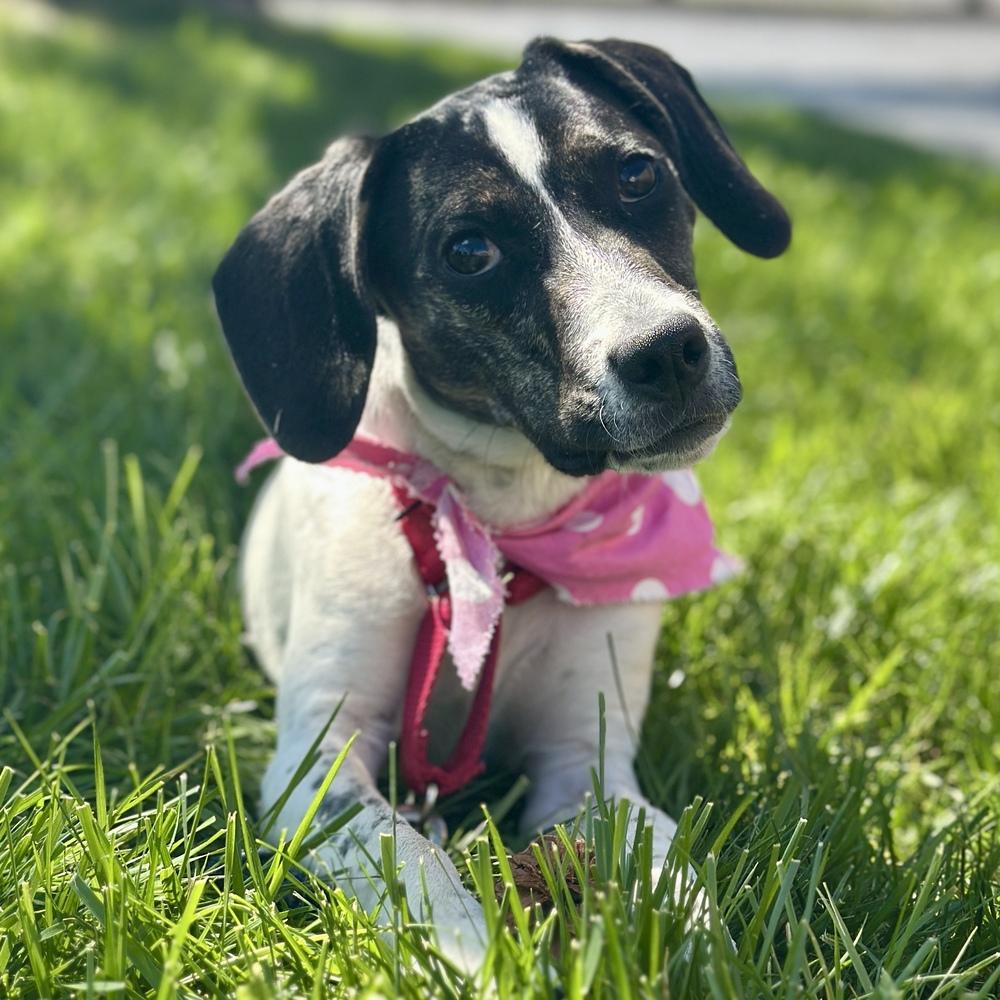 Enlarge Malibu, a Adoptable mixed breed in Columbus, OH image 6/6