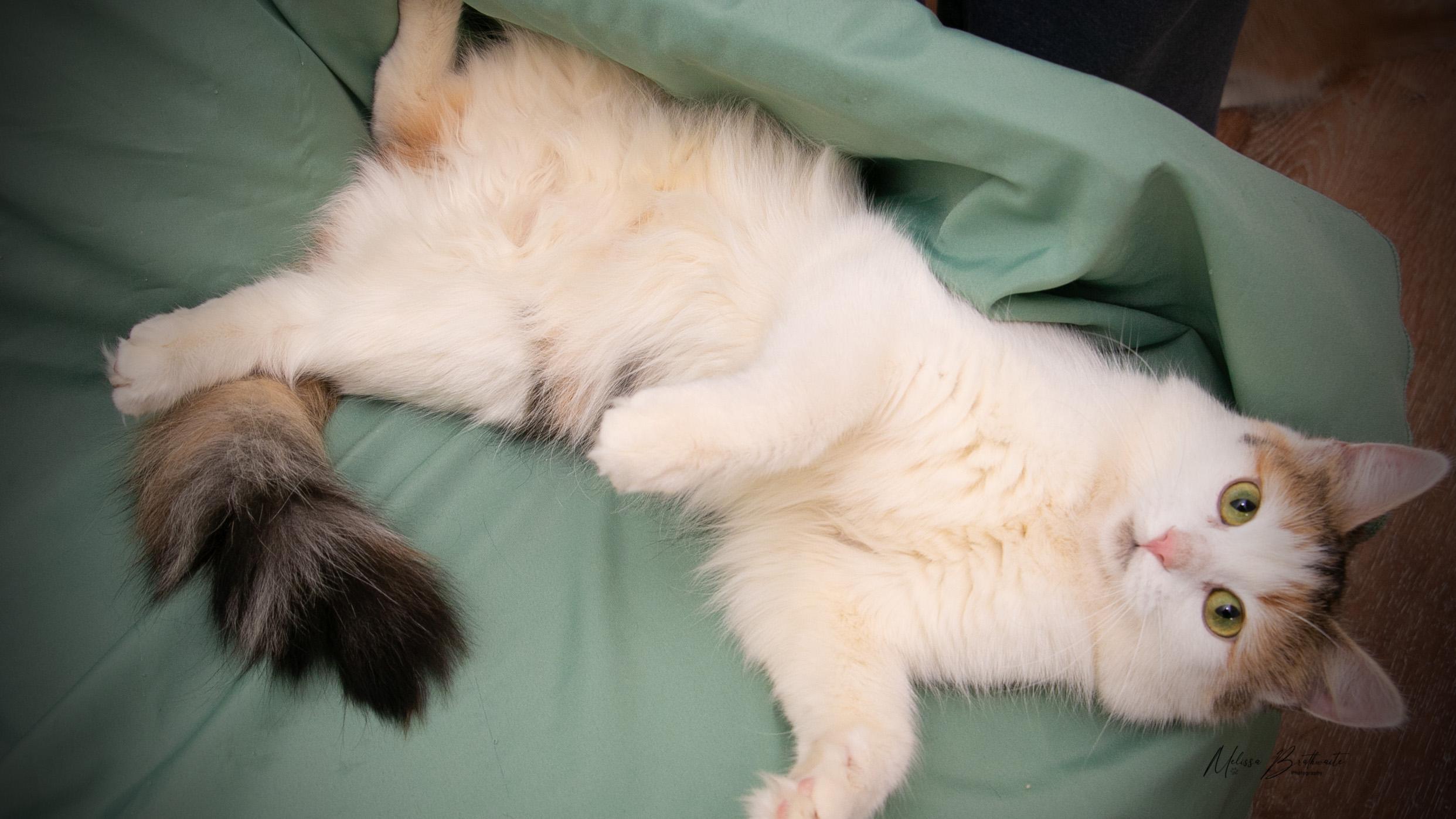 Enlarge Solara, an adopted Calico in Calgary, AB image 3/5