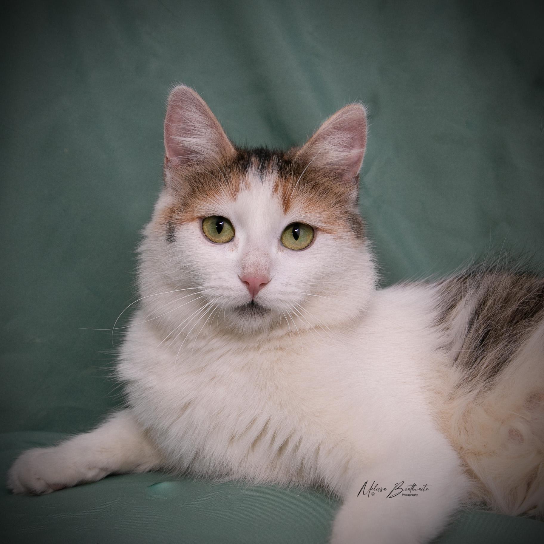 Enlarge Solara, an adopted Calico in Calgary, AB image 1/5