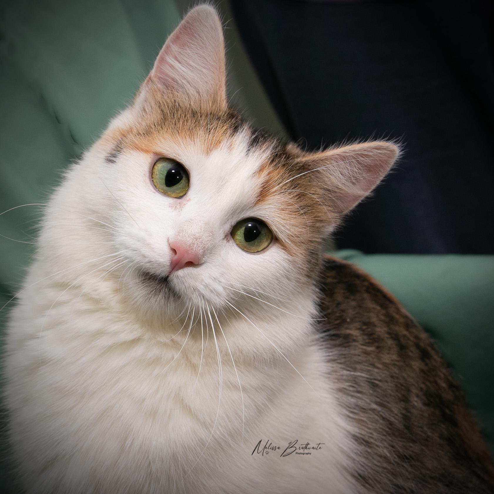 Enlarge Solara, an adopted Calico in Calgary, AB image 4/5