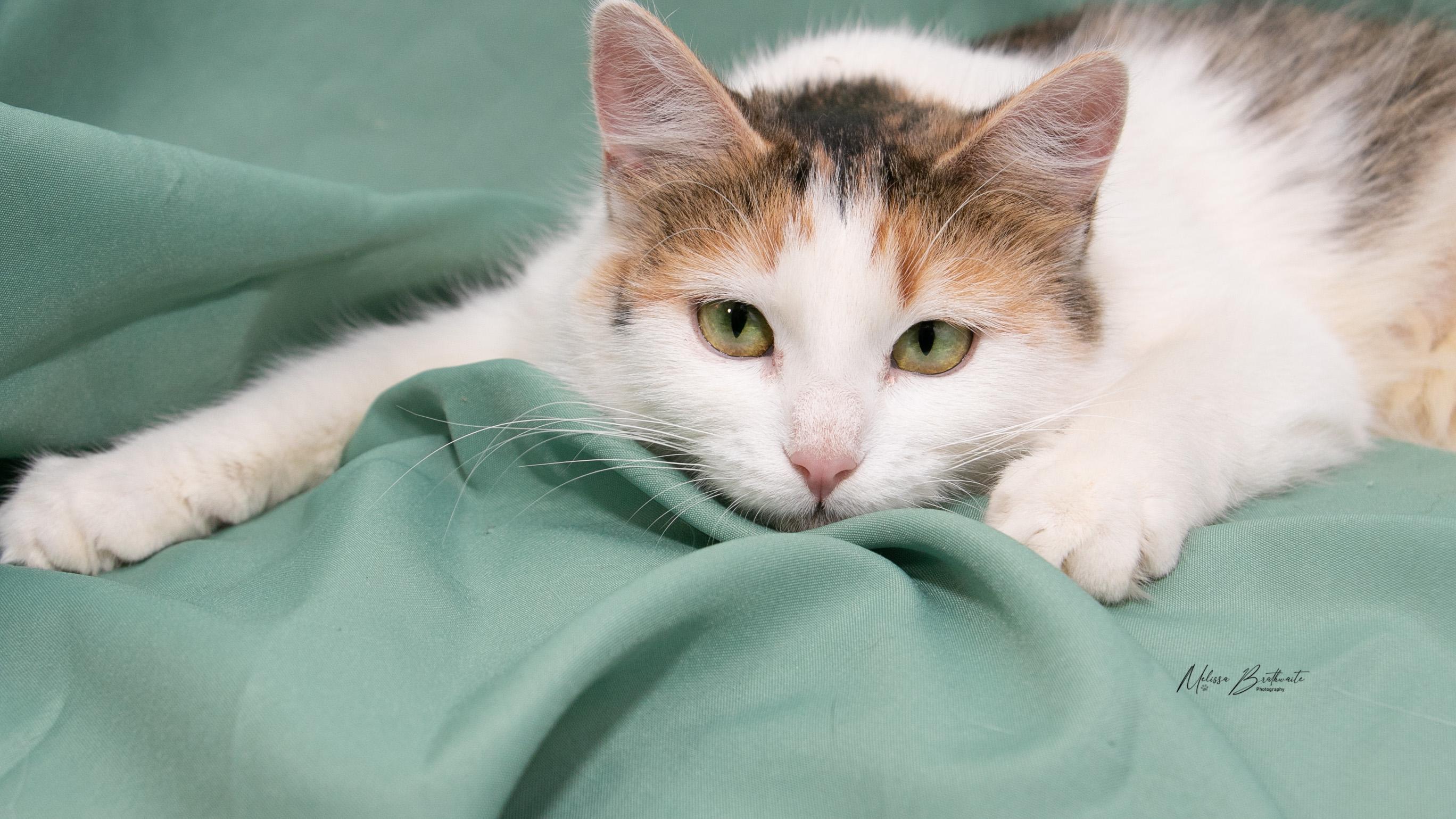 Enlarge Solara, an adopted Calico in Calgary, AB image 5/5