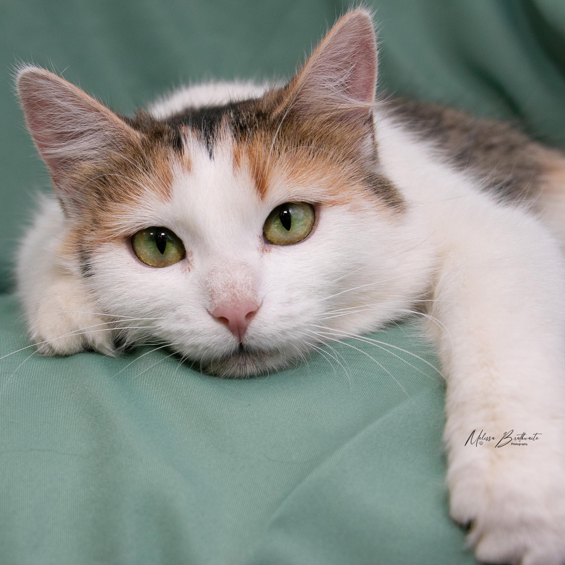 Enlarge Solara, an adopted Calico in Calgary, AB image 2/5