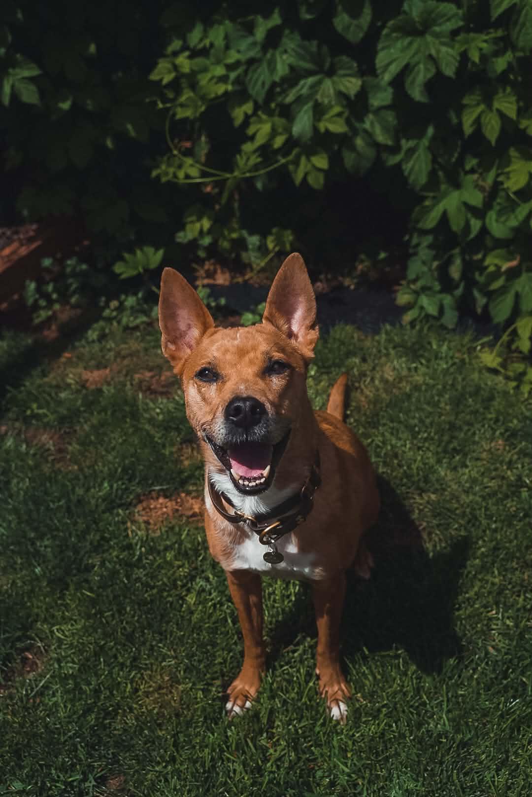 Athena, a ADOPTABLE mixed breed in Bend, OR image 1/2