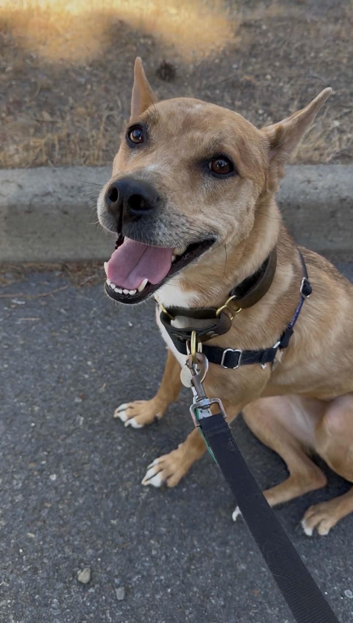 Athena, a ADOPTABLE mixed breed in Bend, OR image 2/2