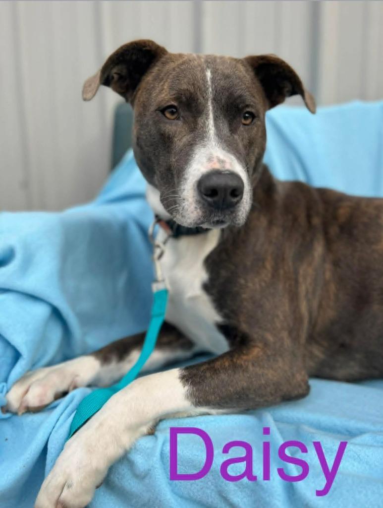 Enlarge MISS DAISY, a Adoptable Pit Bull Terrier in Princeton, IN image 2/2