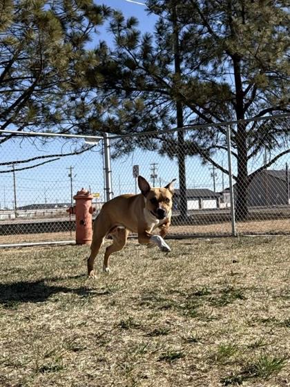 Enlarge PoppySeed, a Adoptable mixed breed in Scottsbluff, NE image 2/3