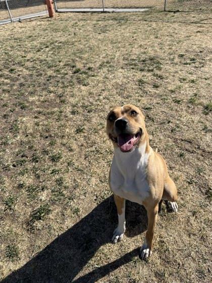 Enlarge PoppySeed, a Adoptable mixed breed in Scottsbluff, NE image 2/3