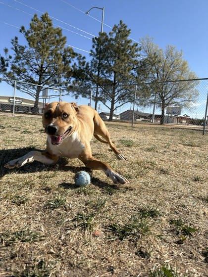 Enlarge PoppySeed, a Adoptable mixed breed in Scottsbluff, NE image 3/3