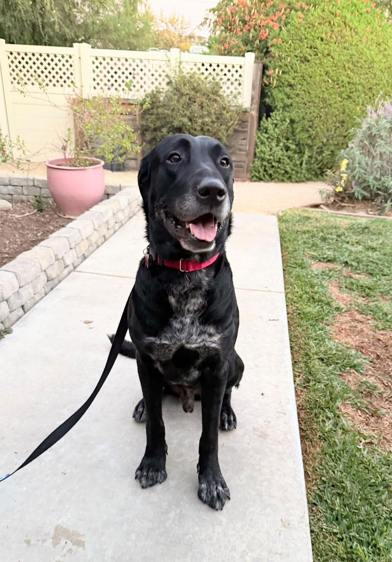Huckleberry, Adoptable, Young Male Labrador Retriever & Great Dane.