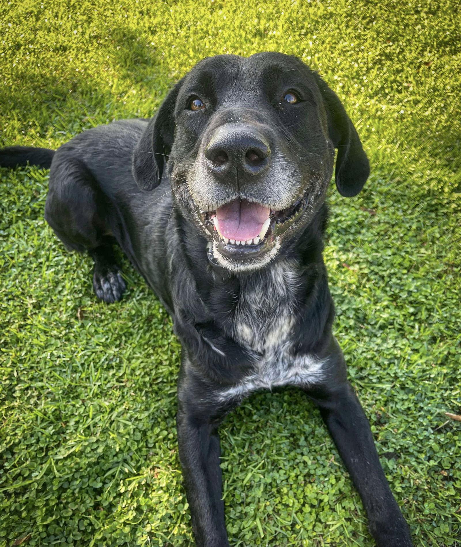 Huckleberry, Adoptable, Young Male Labrador Retriever & Great Dane.