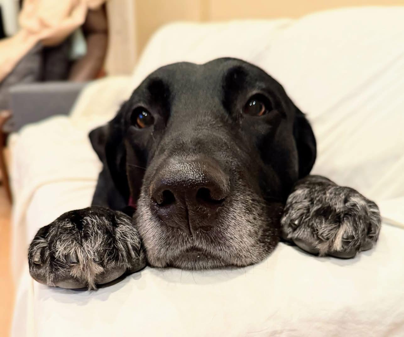 Huckleberry, a Adoptable mixed breed in San Diego, CA image 3/3