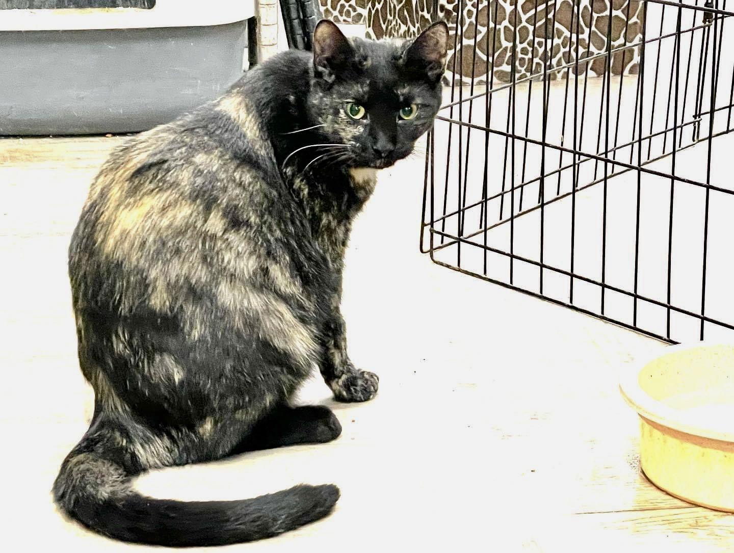 Sushi, a Adoptable mixed breed in Massapequa, NY image 2/6