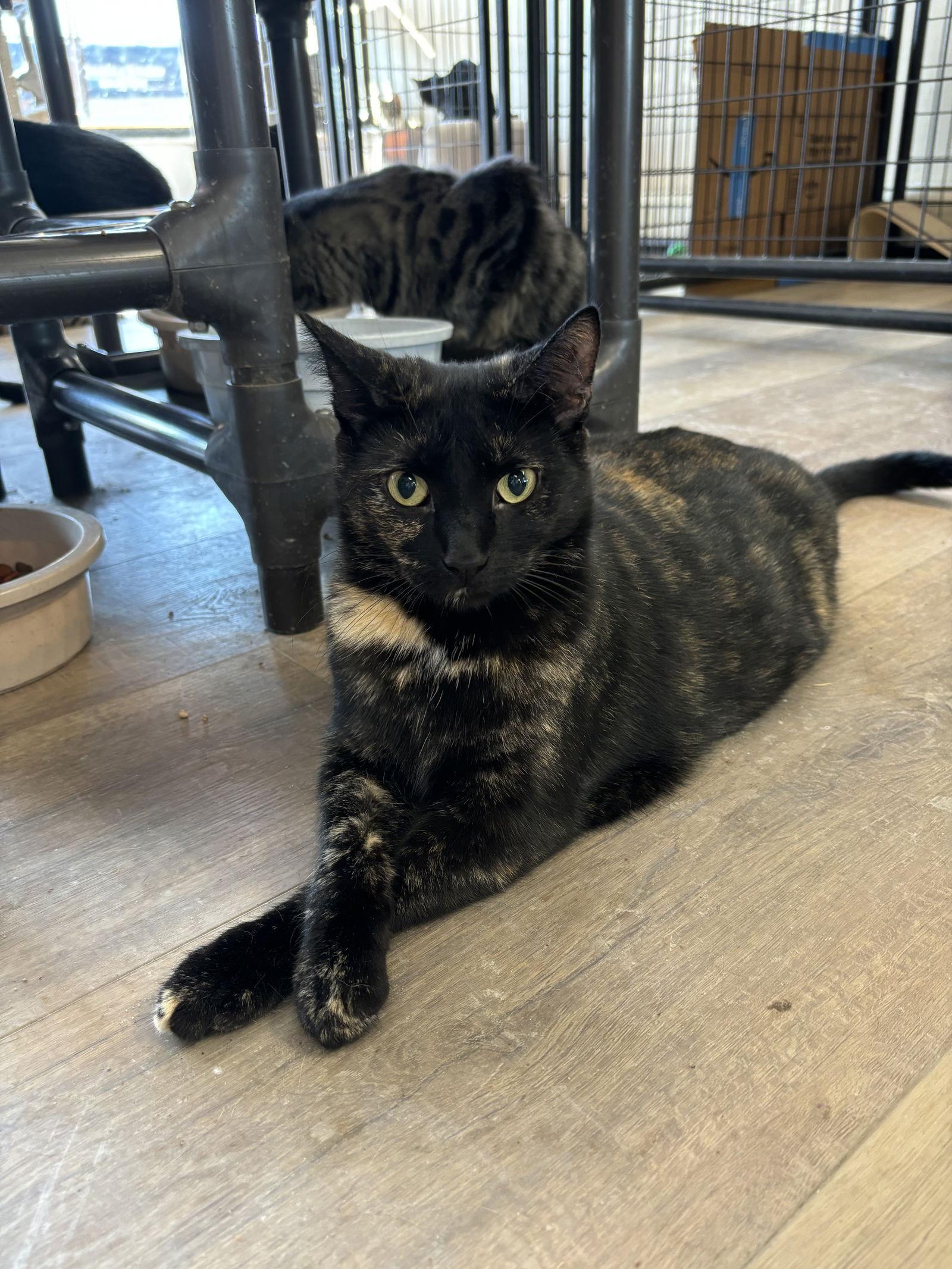 Enlarge Sushi, a Adoptable mixed breed in Massapequa, NY image 3/3