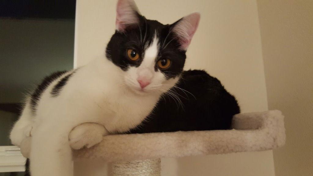 Tess, Adoptable, Senior Female Domestic Short Hair.