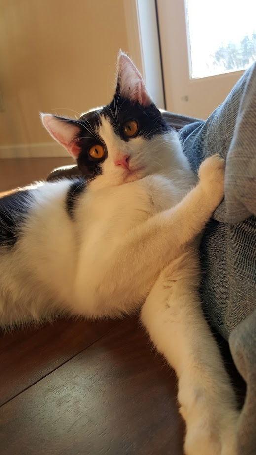 Enlarge Tess, a Adoptable Domestic Short Hair in Battle Ground, WA image 2/3