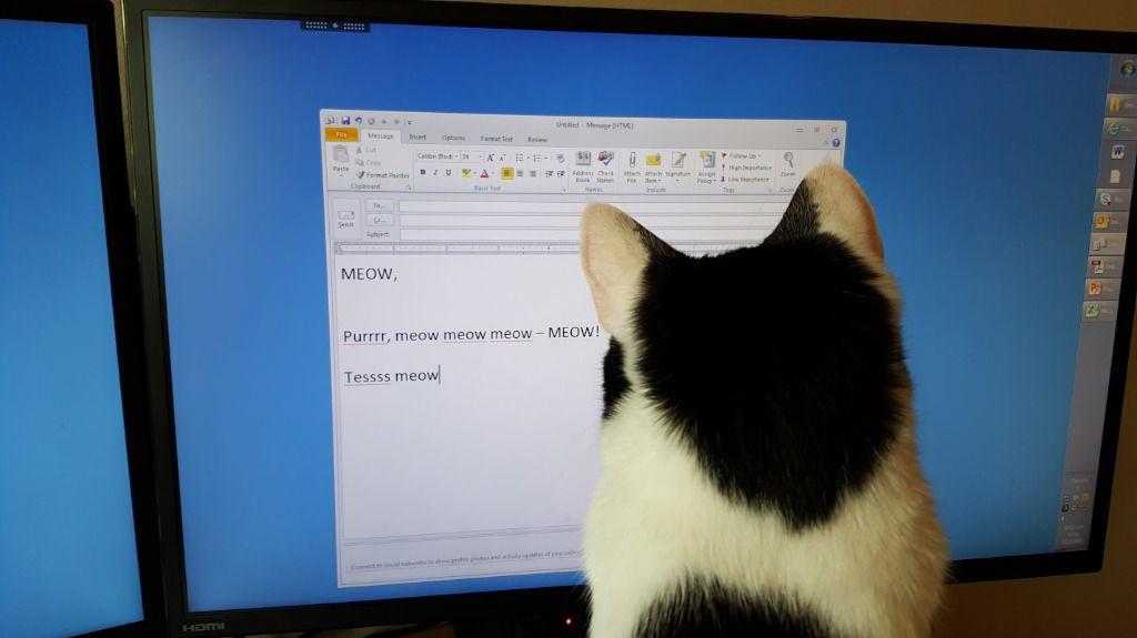 Enlarge Tess, a Adoptable Domestic Short Hair in Battle Ground, WA image 3/3