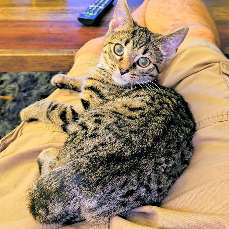 Doodlebug, Adoptable, Kitten Female Domestic Short Hair.