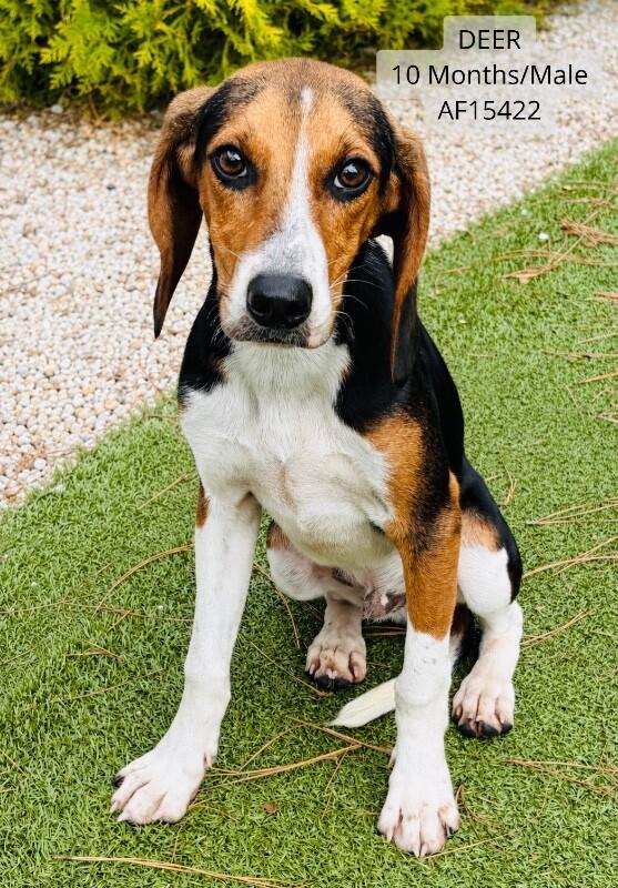 Deer, Adoptable, Adult Male Foxhound.