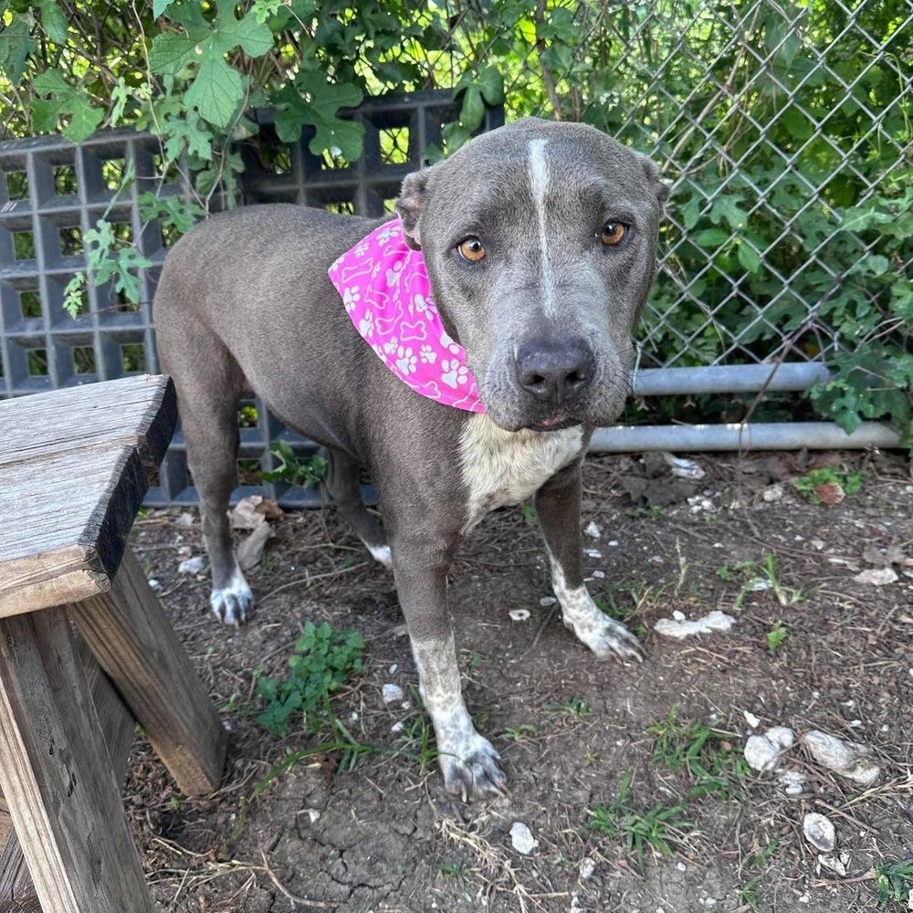 Harley Jade Smith, Adoptable, Adult Female Blue Lacy & American Staffordshire Terrier.