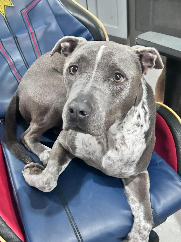 Enlarge Harley Jade Smith, a Adoptable mixed breed in Saugus, MA image 3/6