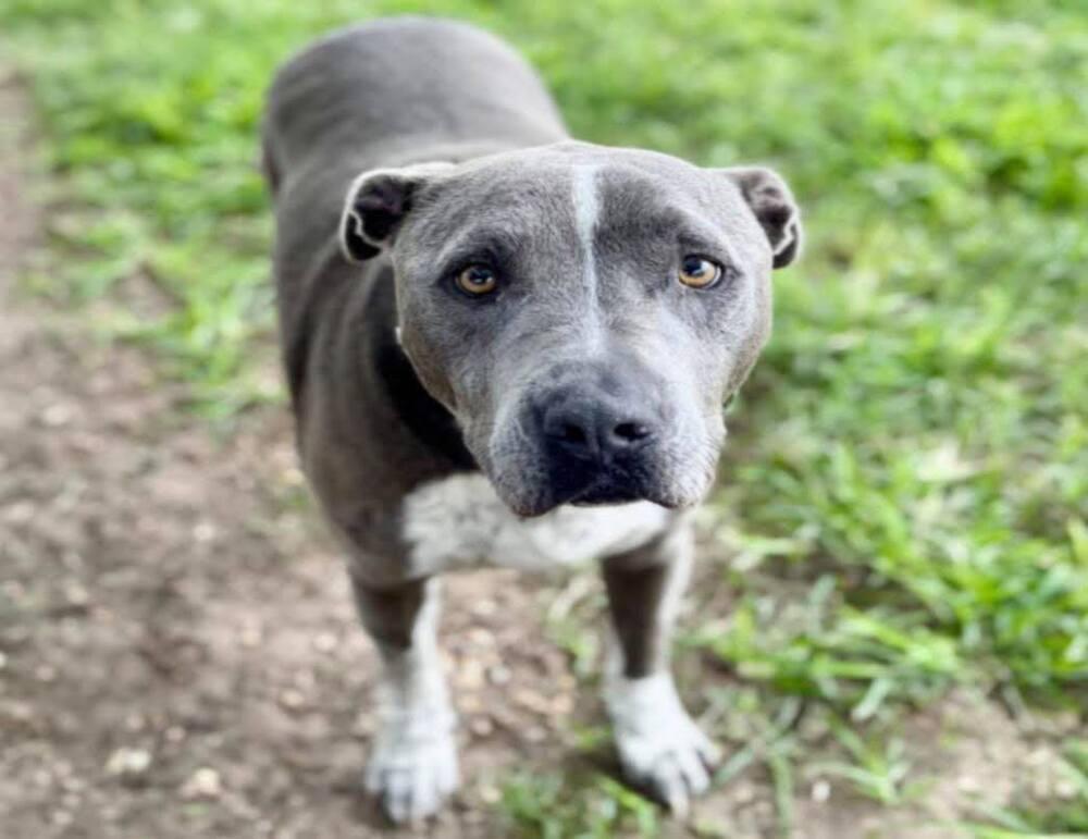 Enlarge Harley Jade Smith, a Adoptable mixed breed in Saugus, MA image 4/6