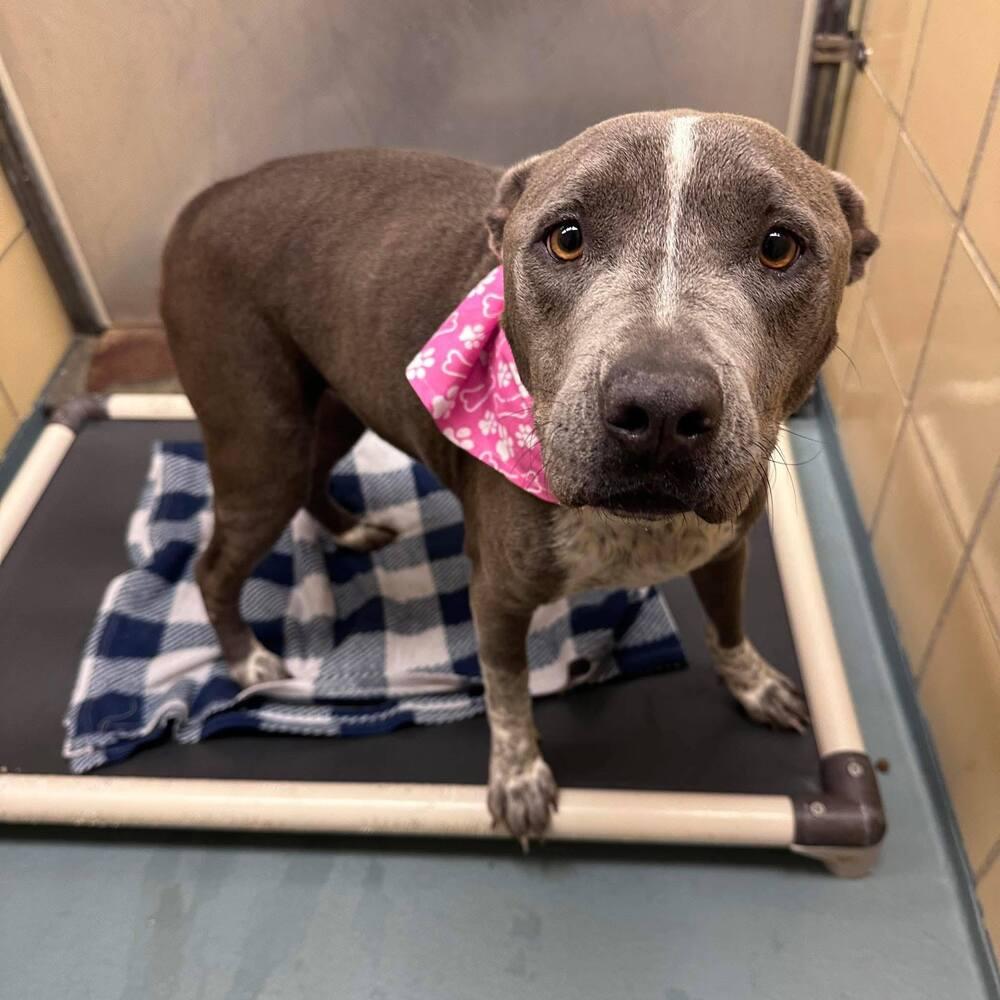 Enlarge Harley Jade Smith, a Adoptable mixed breed in Saugus, MA image 6/6