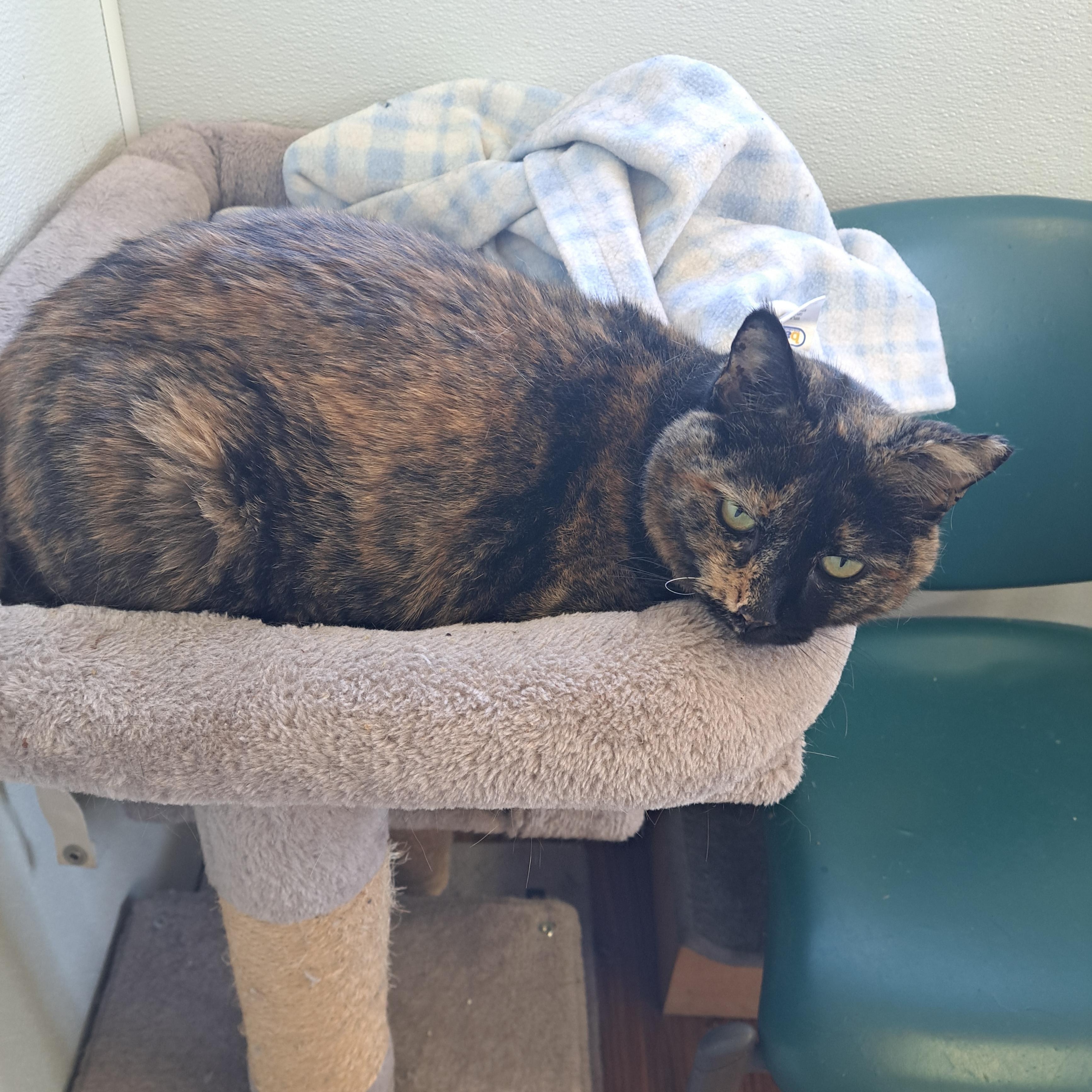 Enlarge Suzie, a Adoptable Tortoiseshell in Lawrenceburg, KY image 2/6