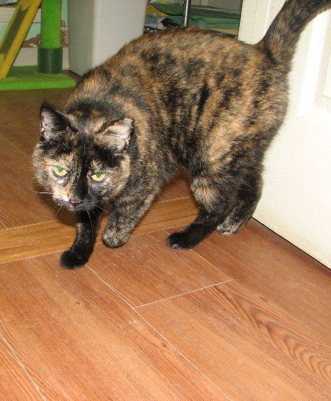 Enlarge Suzie, a Adoptable Tortoiseshell in Lawrenceburg, KY image 3/6