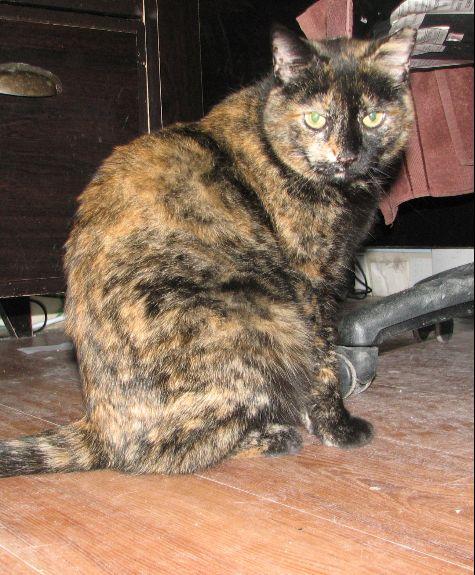 Enlarge Suzie, a Adoptable Tortoiseshell in Lawrenceburg, KY image 6/6