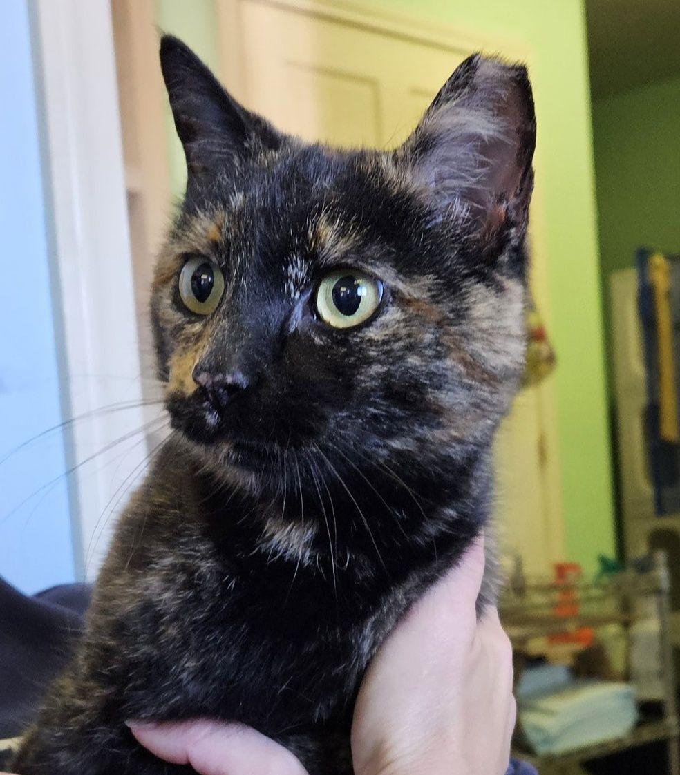 Suzie, Adoptable, Adult Female Tortoiseshell.