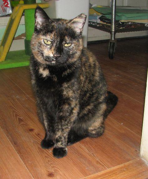 Enlarge Suzie, a Adoptable Tortoiseshell in Lawrenceburg, KY image 5/6