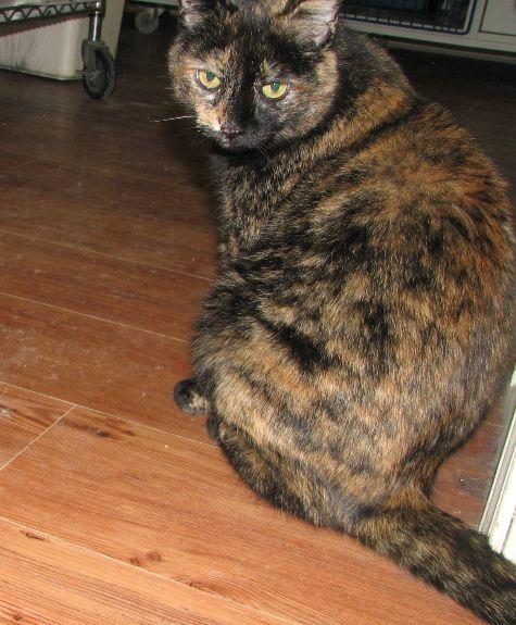 Enlarge Suzie, a Adoptable Tortoiseshell in Lawrenceburg, KY image 4/6