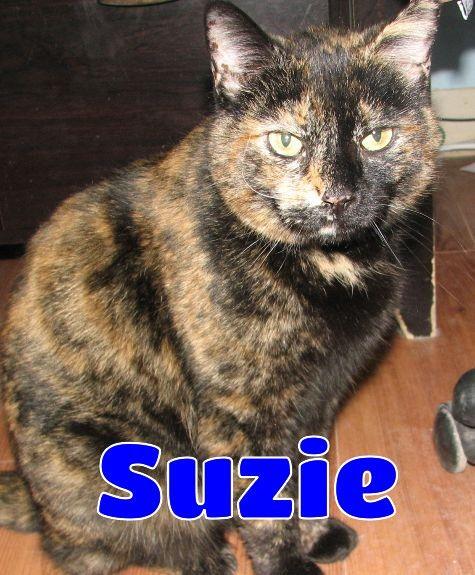 Suzie, Adoptable, Adult Female Tortoiseshell.