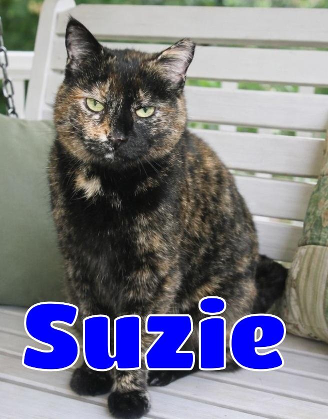 Suzie, a Adoptable Tortoiseshell in Lawrenceburg, KY image 1/6