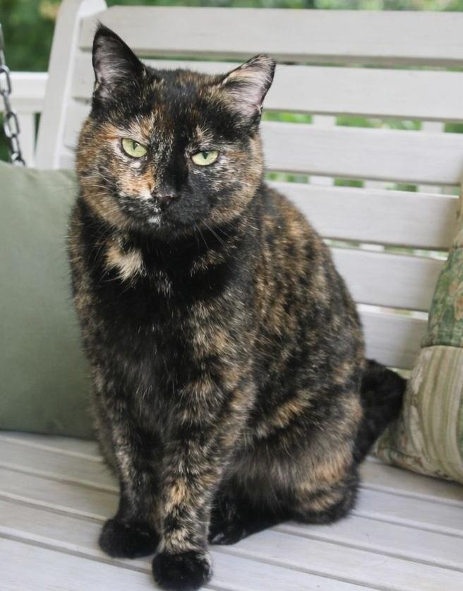 Suzie, Adoptable, Adult Female Tortoiseshell.
