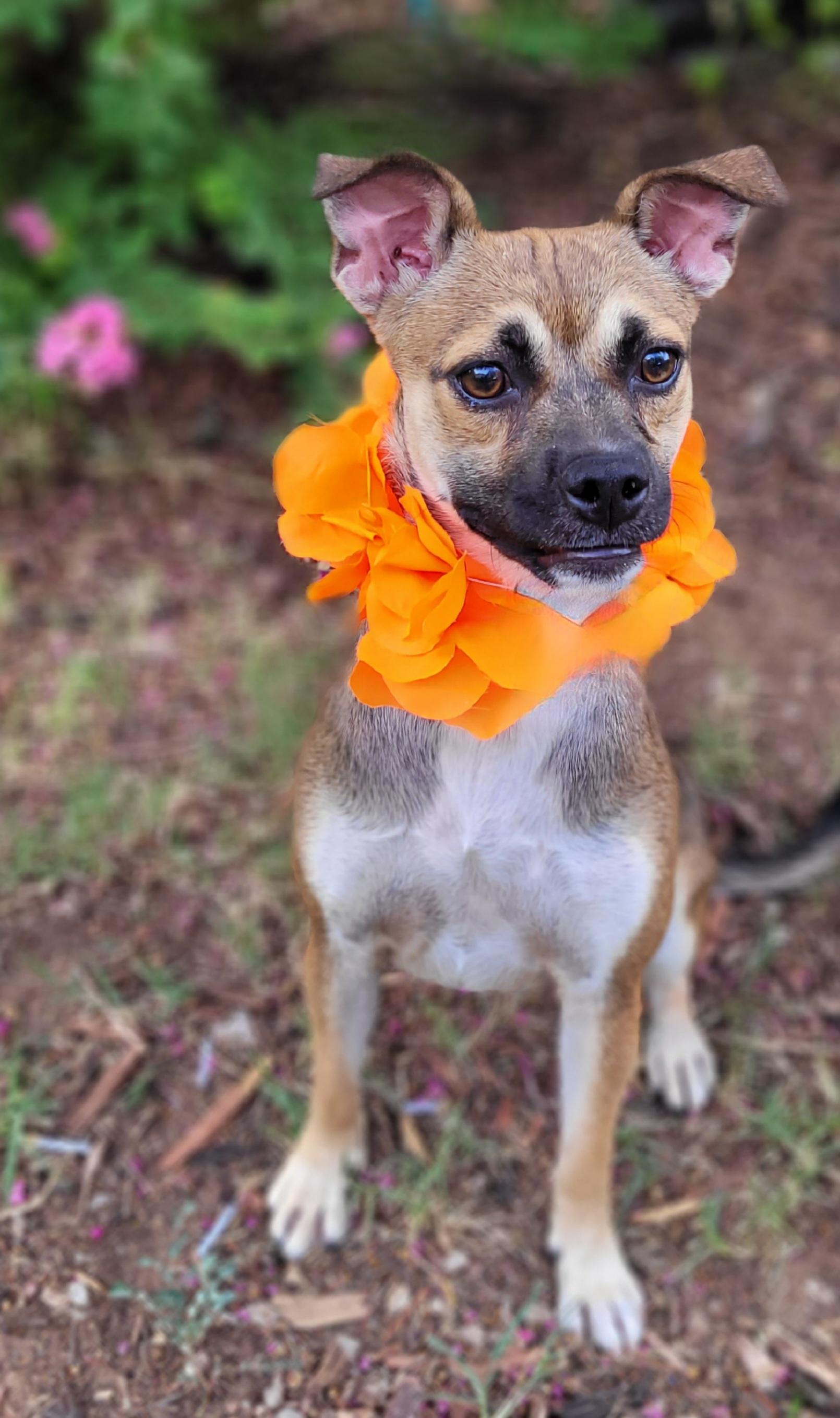 Sissy, a ADOPTABLE mixed breed in Vernon, TX image 1/3
